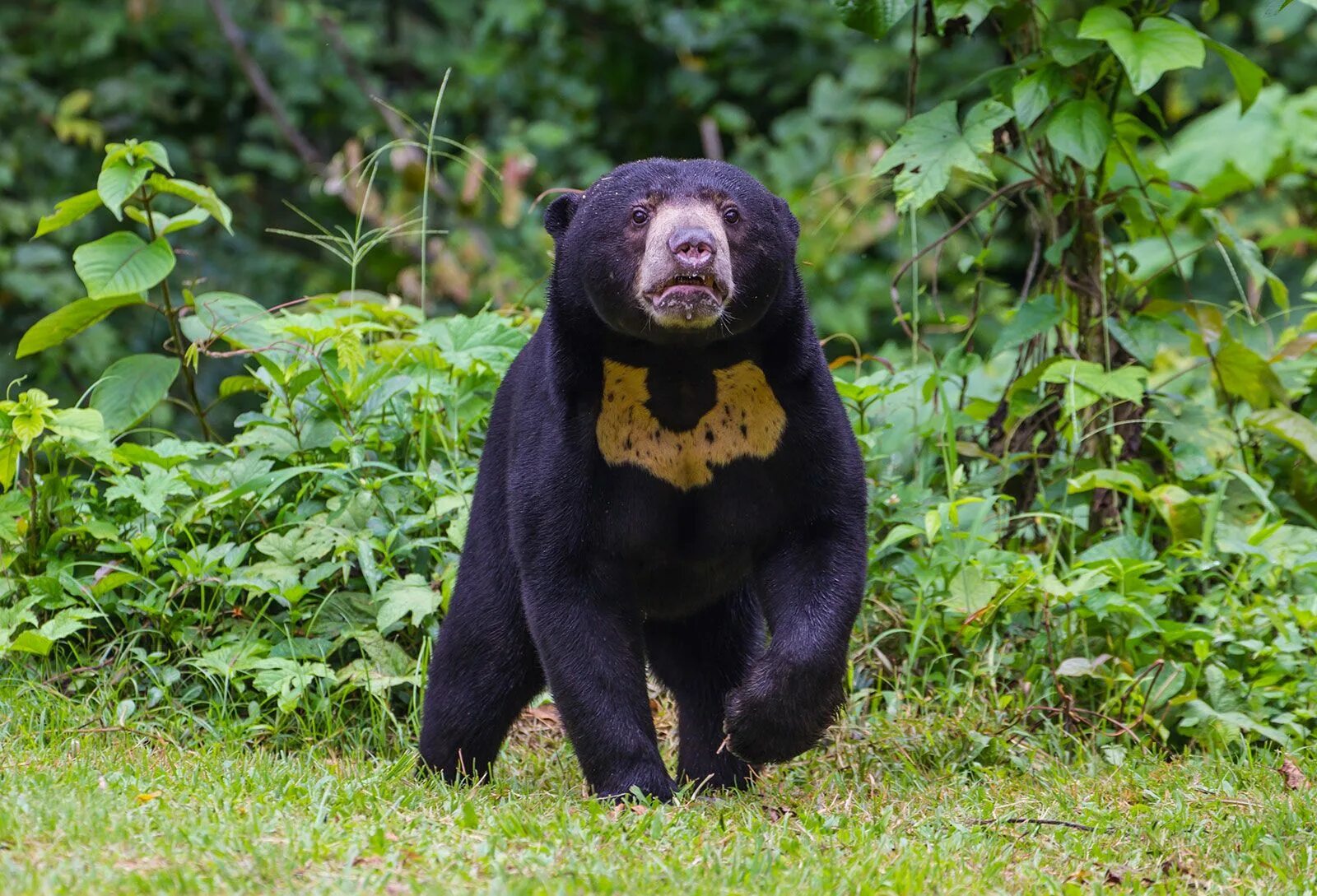 Карликовый медведь фото Sun bear Size, Location, & Facts Britannica
