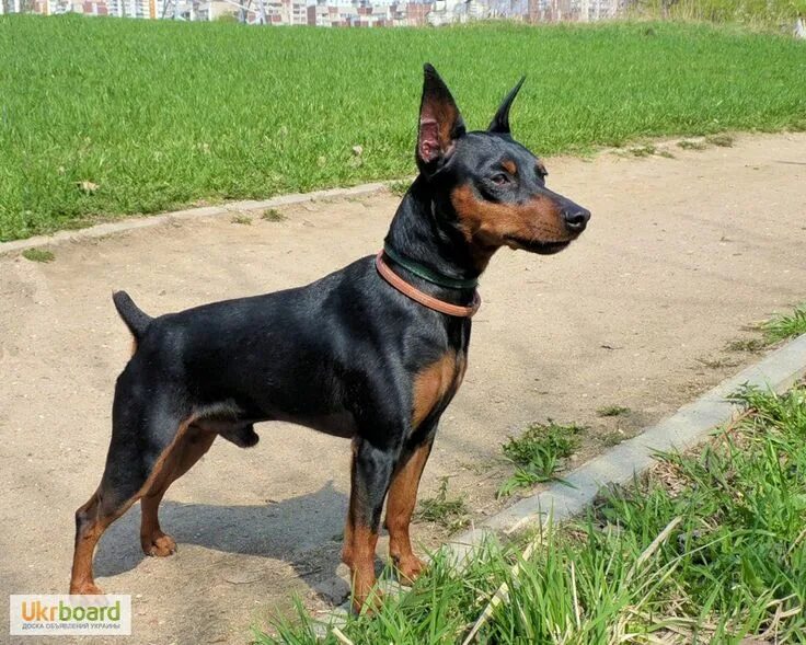 Карликовый пинчер фото щенка Pin by Milainie Randall on Doberman Pinscher Miniature pinscher, Doberman, Pinsc