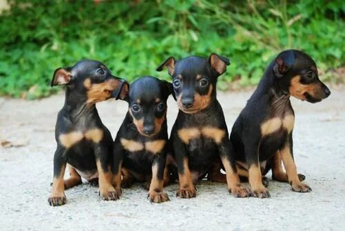 Карликовый пинчер фото щенка Apuntes de por ahí Doberman puppy, Miniature pinscher puppy, Cute puppies
