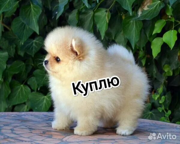 Карликовый померанский шпиц медвежьего типа фото Щенок шпица мини купить в Новокузнецке Животные и зоотовары Авито