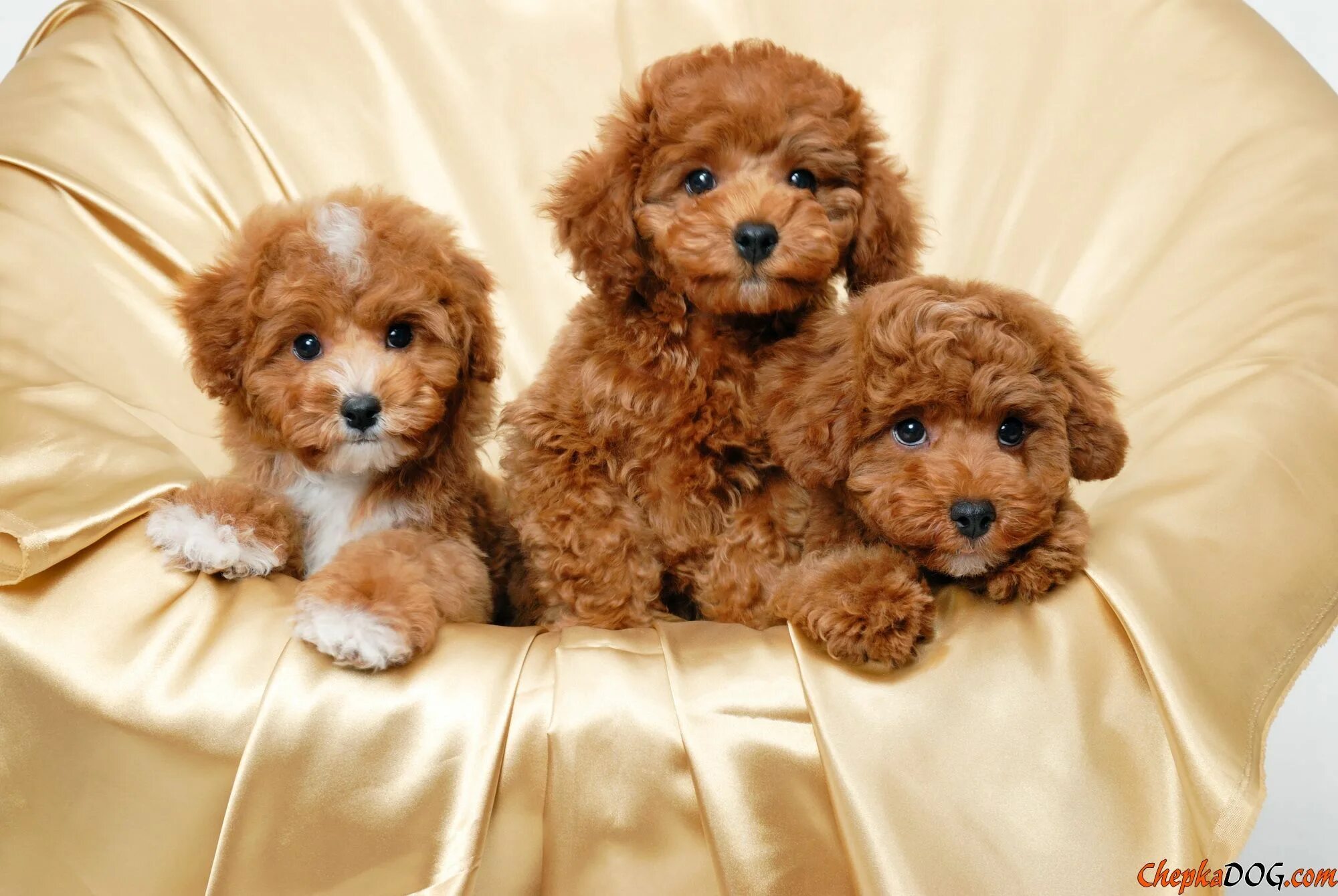 Карликовый пудель фото щенка Dog breeds pictures photos - high-quality photos Cute dogs, Cute puppy wallpaper