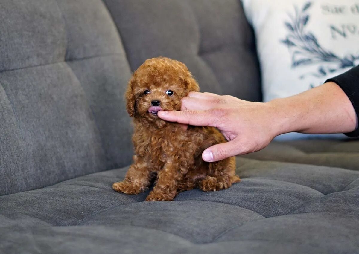 Карликовый пудель фото щенка Anonymously. Maybe in Klimovsk someone sells up to 5000 rubles purebred puppy po