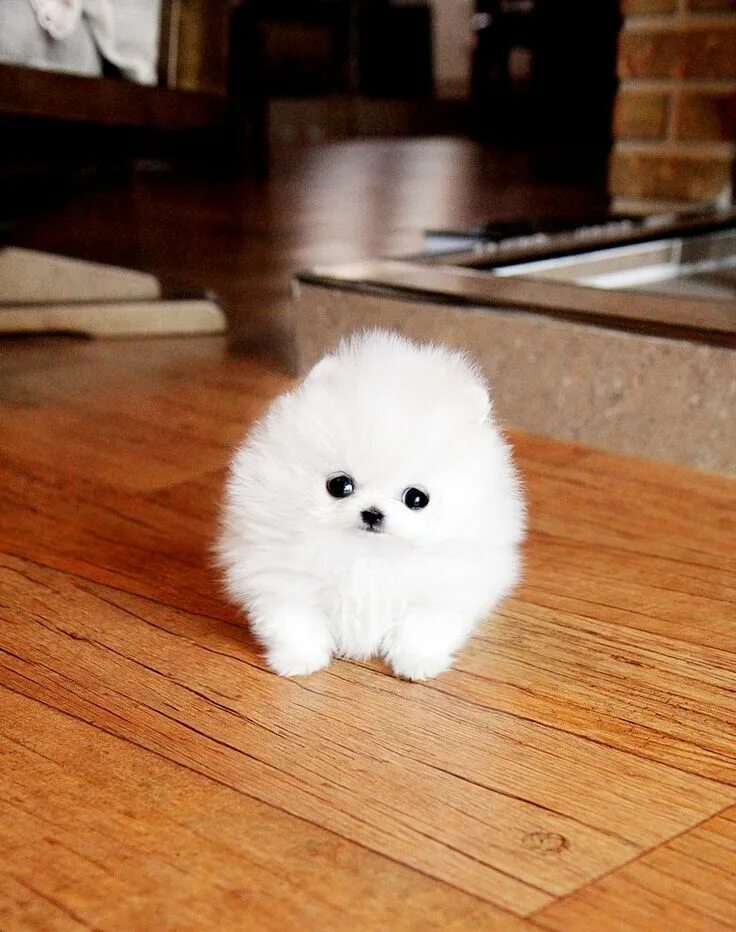 Карликовый шпиц фото и цена Pomerian Cute dogs, Super cute puppies, Puppies