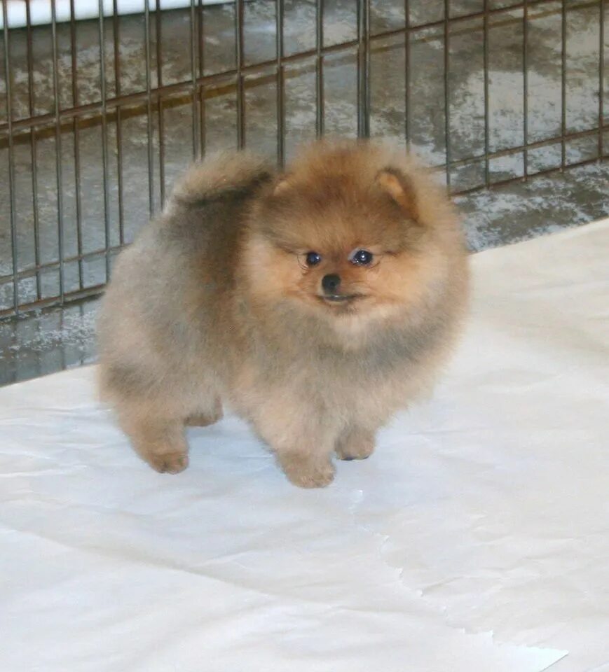 Карликовый шпиц взрослый фото Pomeranian Spitz - News