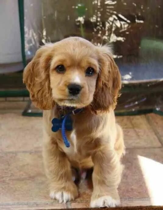 Карликовый спаниель фото щенки Cocker Spaniel/Cavalier Spaniel puppies, Puppies, Cute dogs