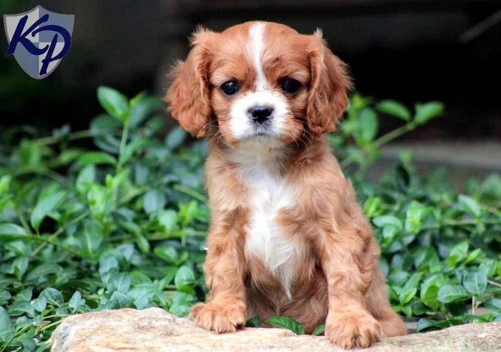 Карликовый спаниель фото щенки Puppy Finder: Find & Buy a Dog today by using our Petfinder King charles cavalie