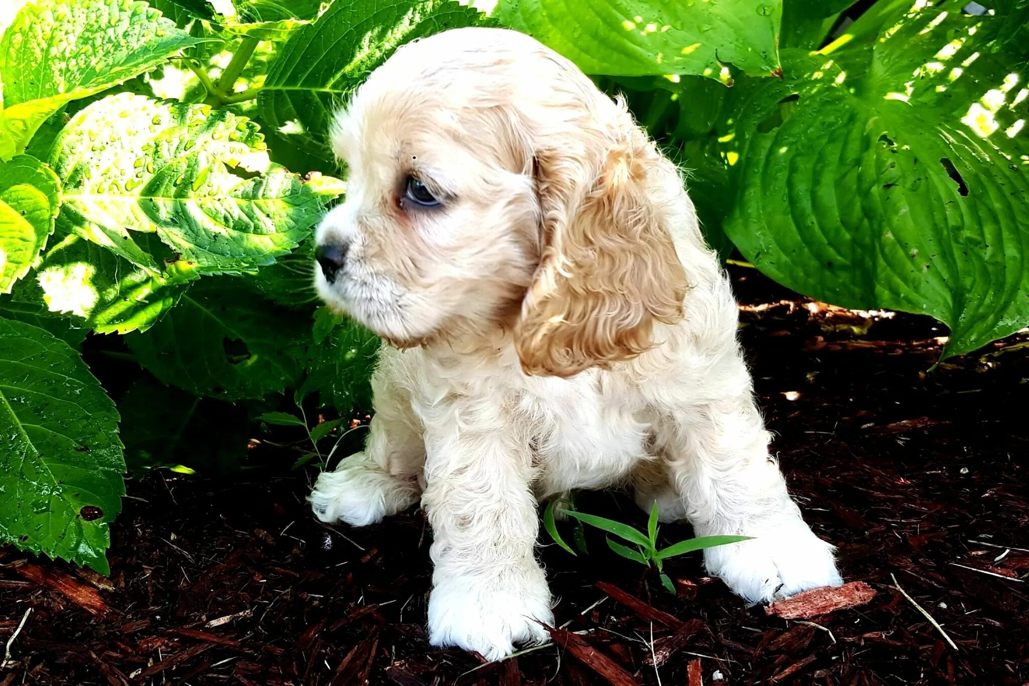 Карликовый спаниель фото щенки Pin von Barbara Smith auf Number 2 Cocker, King Charles, Cockapoos Spaniels #2 C