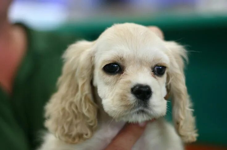 Карликовый спаниель фото щенки The 30 Cutest Cocker Spaniel Puppies You'll Ever See Cocker spaniel puppies, Spa