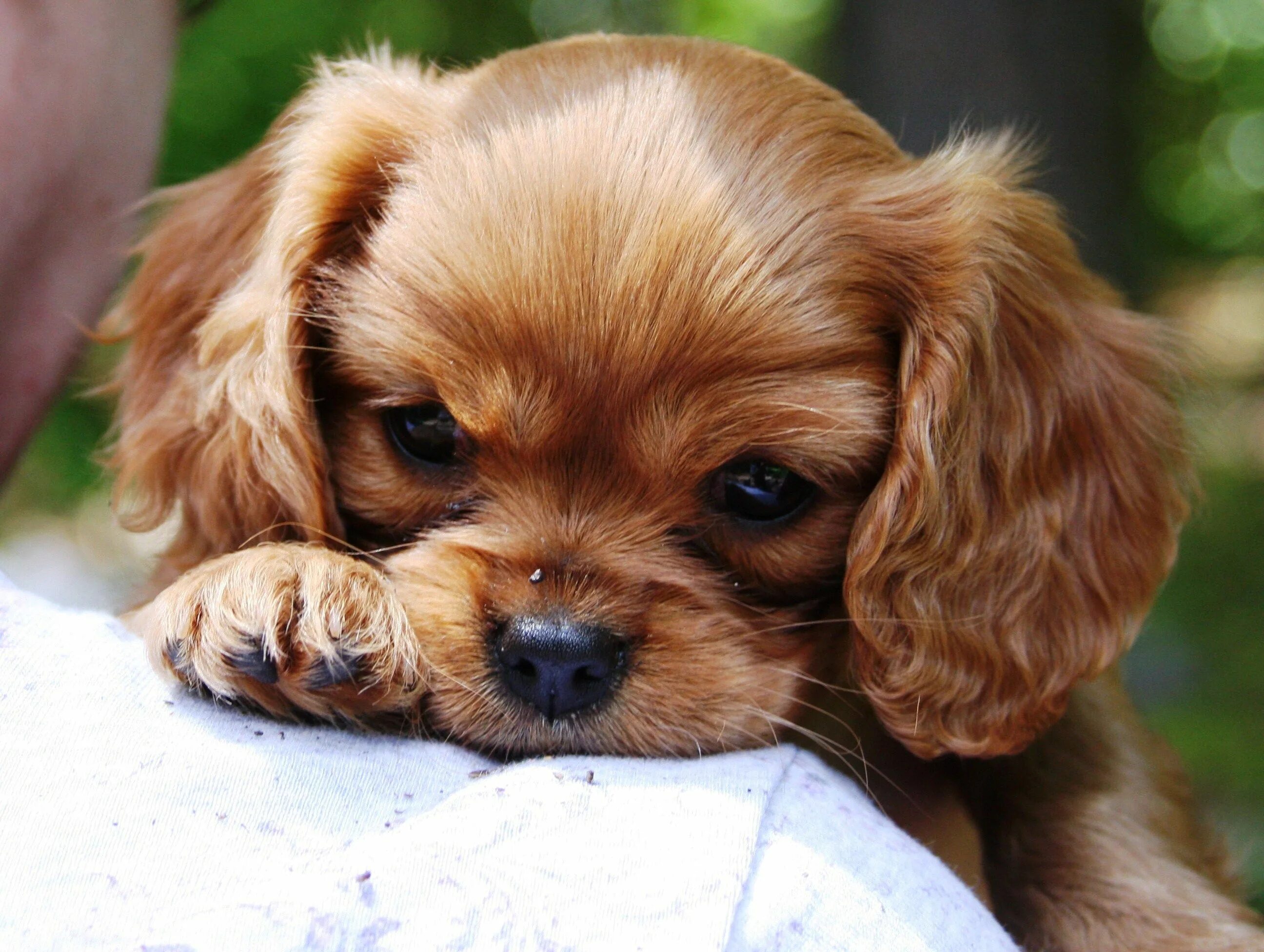 Карликовый спаниель фото щенки Pedigree: Rose Arbor's French Perfume King charles cavalier spaniel puppy, Caval