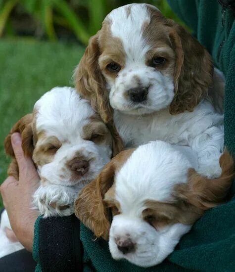 Карликовый спаниель фото щенки Cocker Spaniel Puppies by the handful Spaniel puppies, Cute puppies, Cocker span