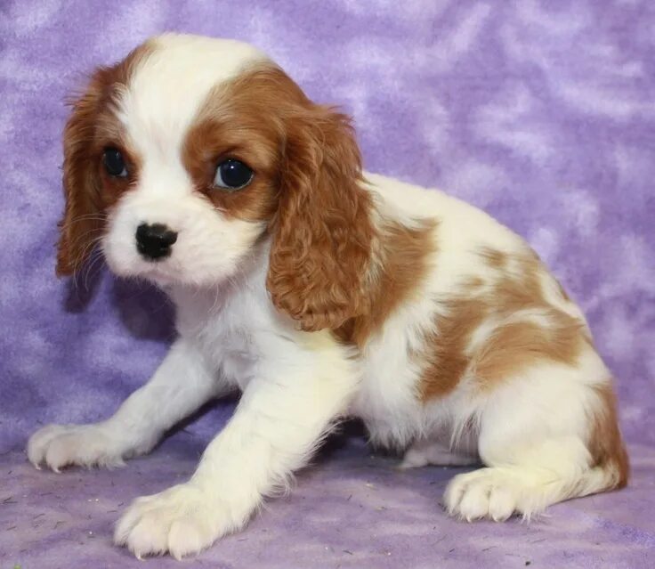 Карликовый спаниель фото щенки cavalier king charles spaniel blenheim - Bing Images