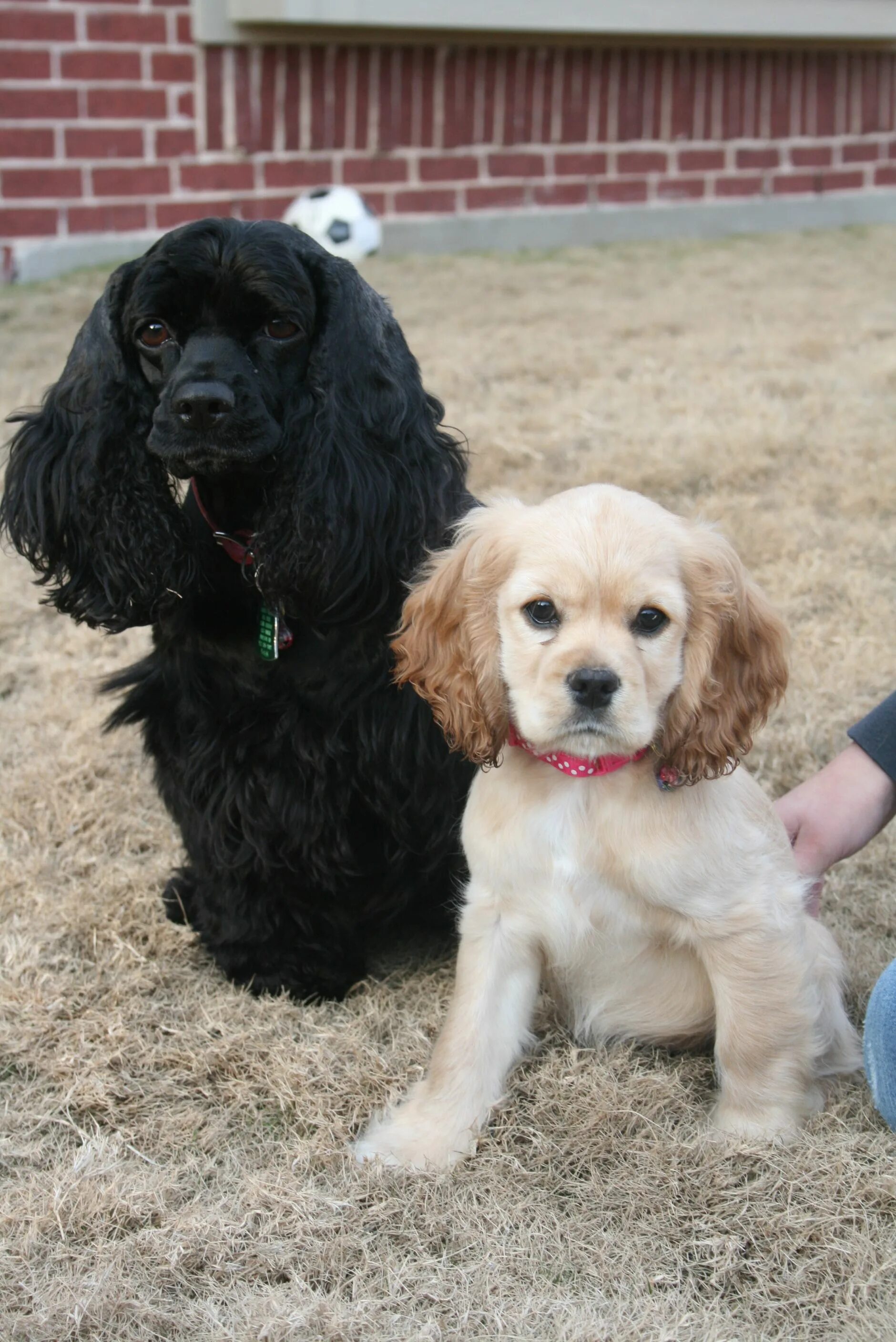 Карликовый спаниель фото щенки Love me some Cocker Spaniels Cocker spaniel dog, Cocker spaniel breeds, Cocker s