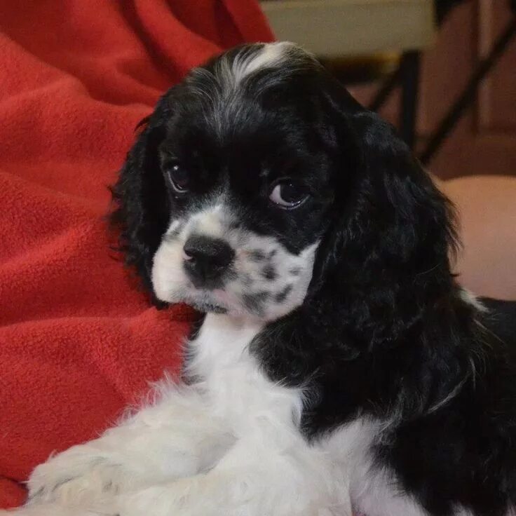 Карликовый спаниель фото щенки цена Castlehill Cockers Beautiful dogs, Spaniel puppies, Cute puppies
