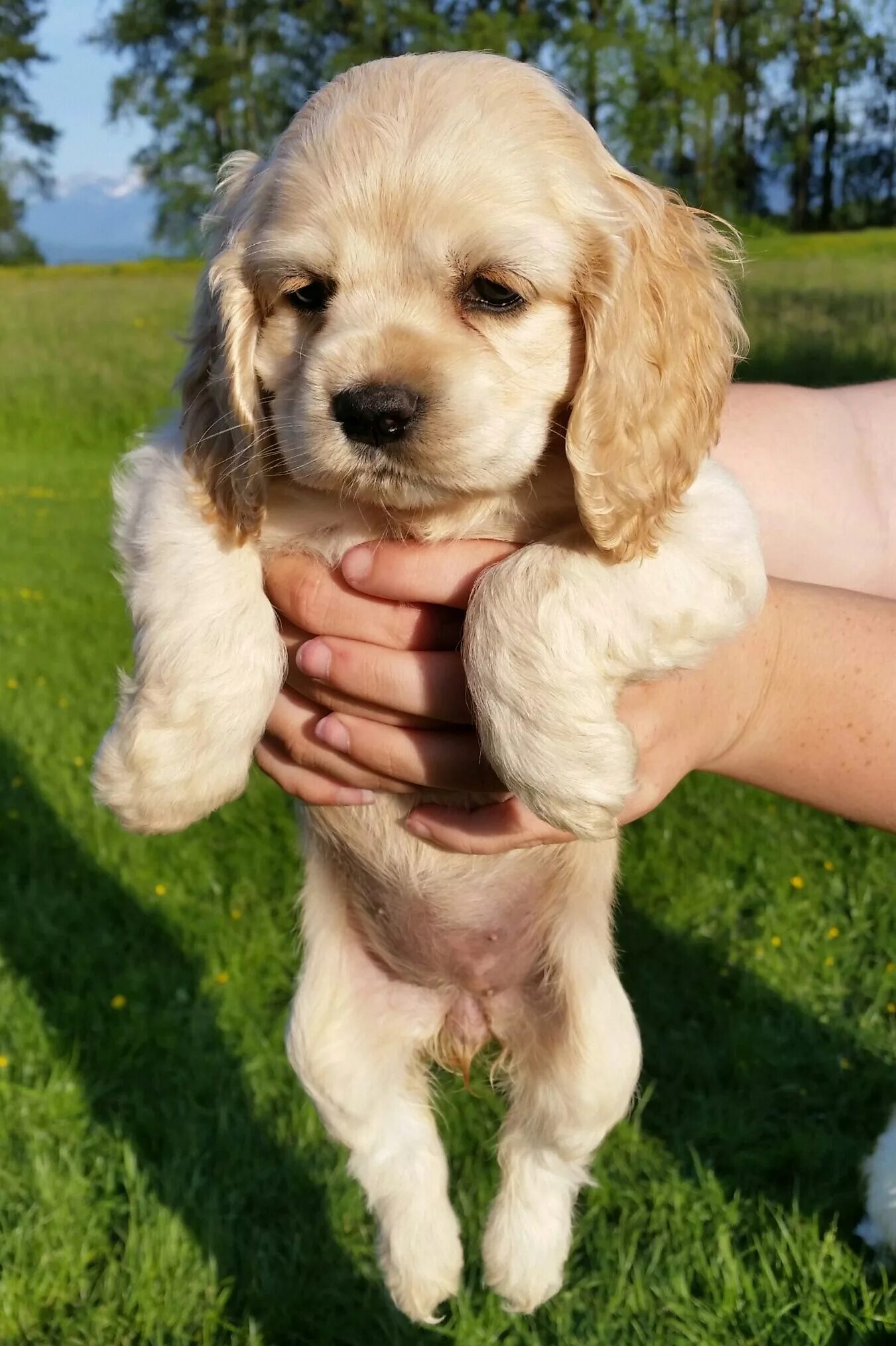Карликовый спаниель фото щенки цена American Cocker Spaniel Puppies - Pets Gallery Blog Sevimli köpek yavruları, Yav