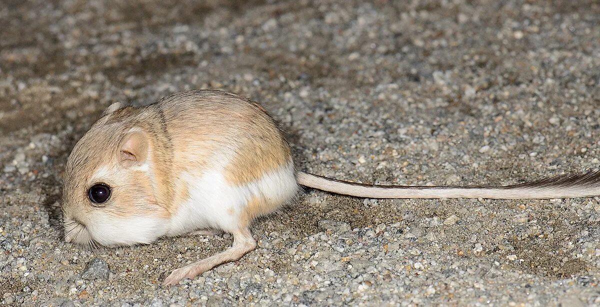 Карликовый тушканчик фото из красной книги Merriam's Kangaroo Rat NatureRules1 Wiki Fandom
