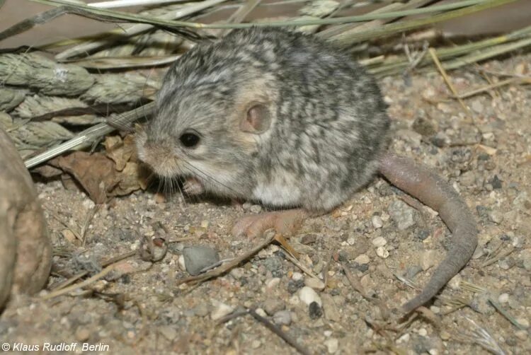 Карликовый тушканчик фото из красной книги Image - Salpingotus Crassicauda (thick-tailed Pygmy Jerboa) CF9