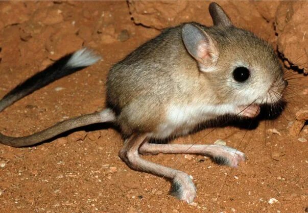 Карликовый тушканчик фото из красной книги Ørkenspringmus Dyrenes Beskyttelse Silly animals, Animals, Kangaroo rat