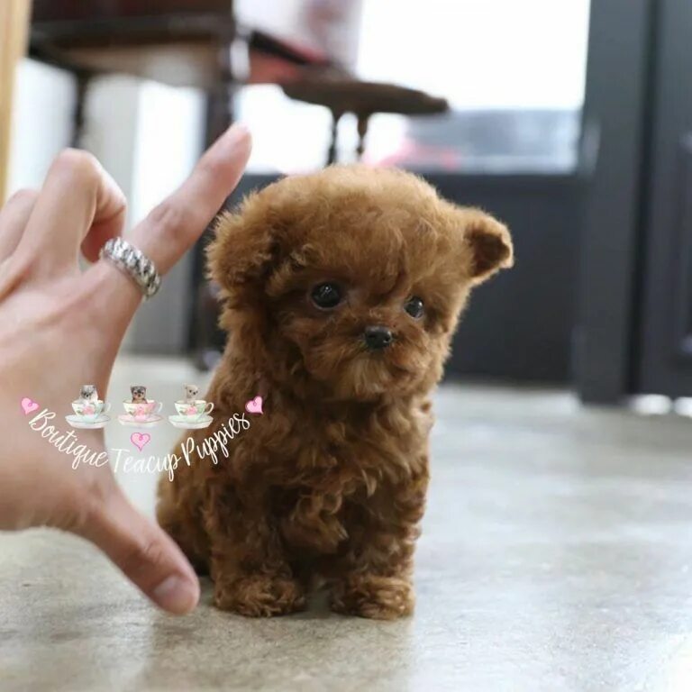 Карманная порода собак фото Poodle - Boutique Teacup Puppies Micro teacup puppies, Teacup puppies, Teacup an