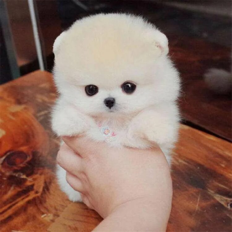 Карманная порода собак фото Pomeranian Pretty Lovely Puppy Cute animals puppies, Cute little puppies, Super 