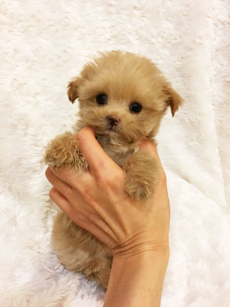Карманная порода собак фото Карманный пес (32 фото) Teacup puppies for sale, Small dog breeds, Dog breeds