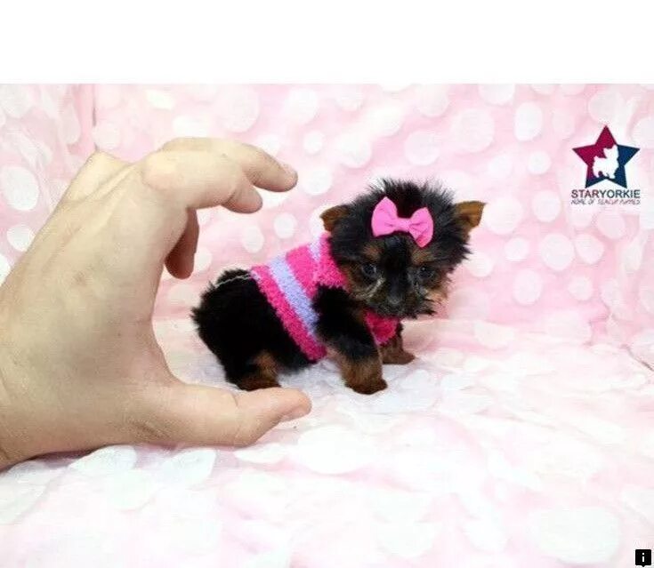 Карманная собачка цена щенка в рублях фото Pin on Pug Puppies