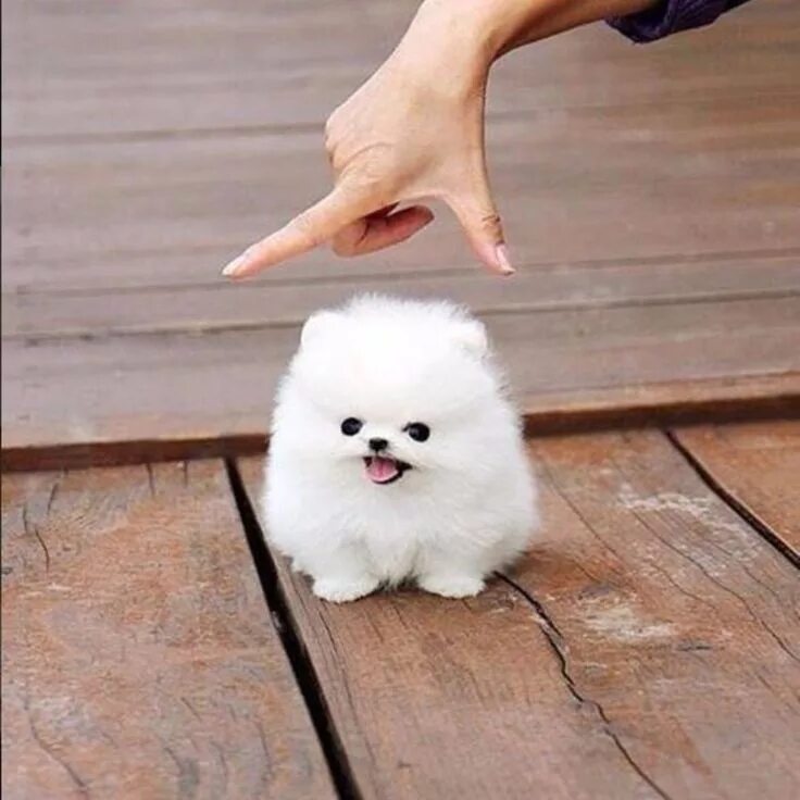 Карманная собака фото и цена @comme_chien_et_chat #chat #chats #animaux #chiens #cats #dogs #chaton #chiot Pe