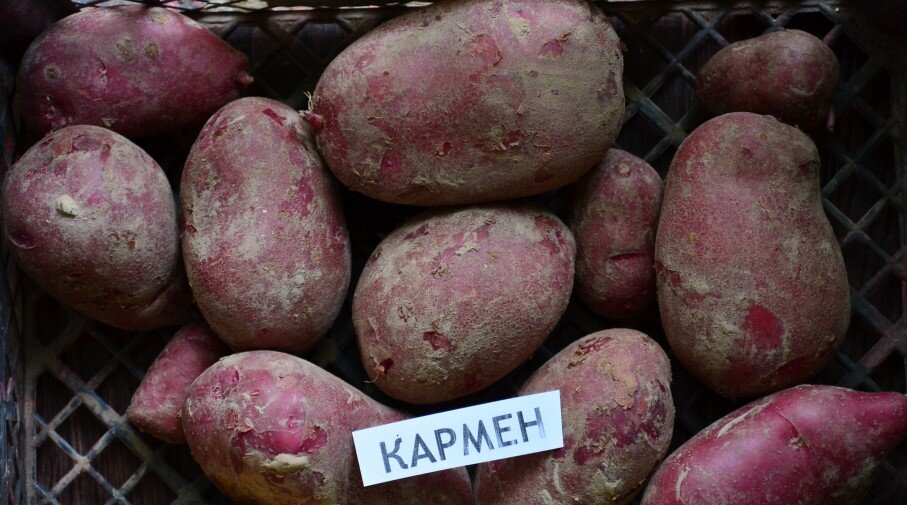 Кармен картофель характеристика фото Картофель. Итоги 2022 Деревенькадзен Дзен