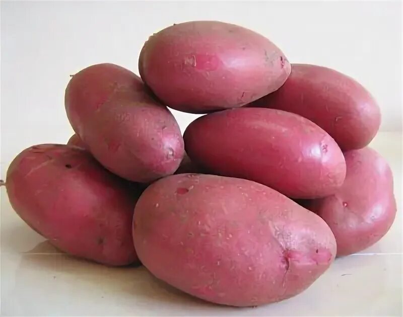Кармен картофель характеристика фото Купить семенной картофель сорт Ред Соня - Agro5.ru