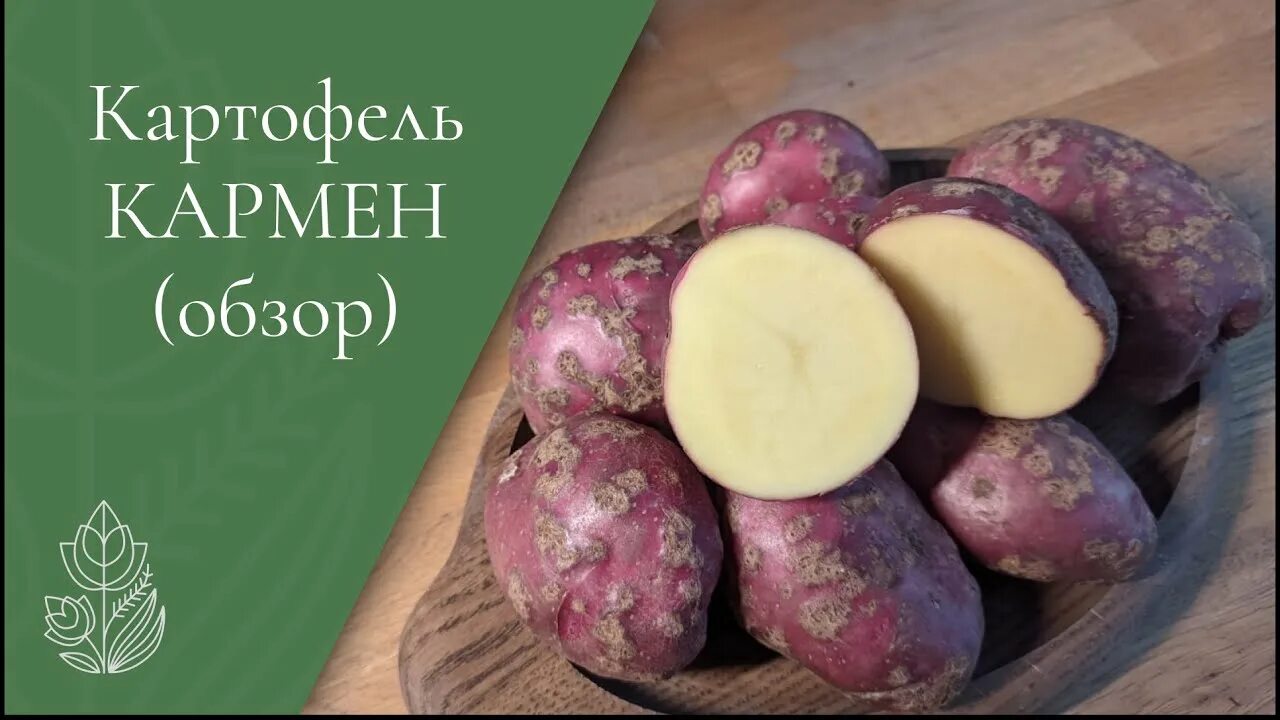 Кармен картофель характеристика фото Картофель Кармен - самый вкусный картофель? - YouTube
