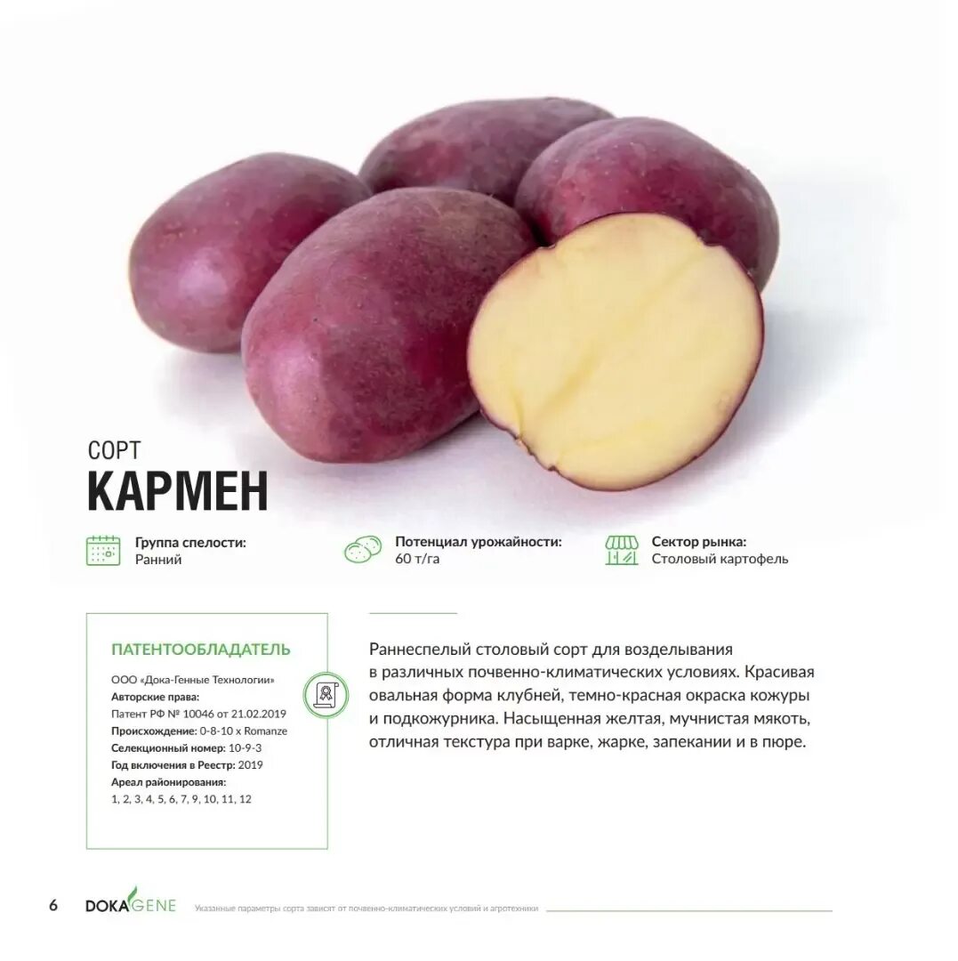 Кармен картофель характеристика и описание сорта фото Картофель кармен описание сорта - Roleton.ru