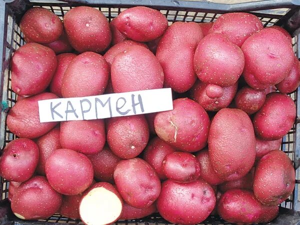 Кармен картофель характеристика и описание сорта фото 2 сорта-сорокодневки: Гулливер и Кармен. Бьют все рекорды по урожайности! Дачная