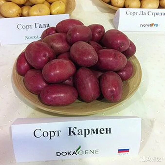 Кармен картофель характеристика и описание сорта фото Картофель кармен AnikStroy.ru