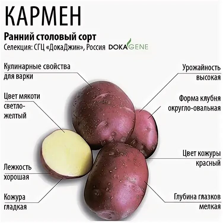 Кармен картофель характеристика и описание сорта фото Картофель семенной Кармен (реподукция Элита) 0,5кг Дачная Коллекция