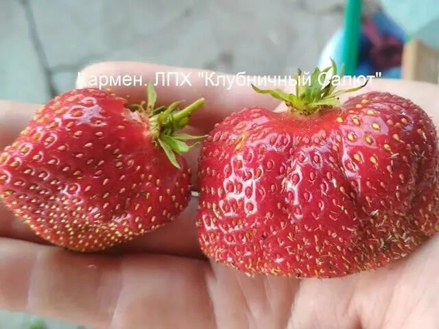 Кармен клубника описание сорта фото отзывы садоводов Клубника сорт Кармен - описание, посадка, уход, отзывы