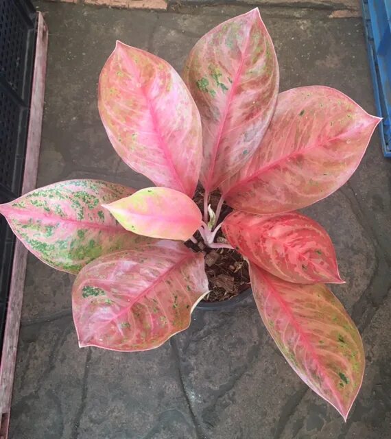 Карнавал аглаонема фото Aglaonema Choke Larb Red. - купить по выгодной цене в Растения-Почтой.РФ