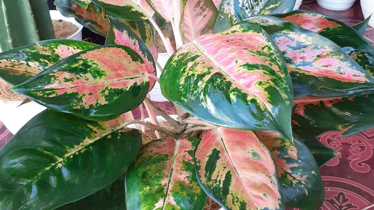Карнавал аглаонема фото Perawatan Aglaonema Supaya Rimbun - YouTube
