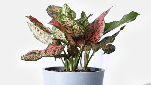 Карнавал аглаонема фото Gunakan Bahan Alami Ini Agar Daun Aglaonema Lebih Mengkilap - Mediatani