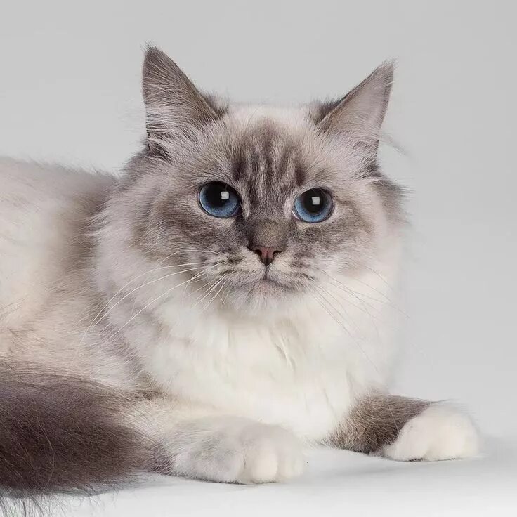 Карнавальная кошка фото Pin by schaefdesigns on Ragdoll Kitties Cats, Siberian cat, Cats and kittens