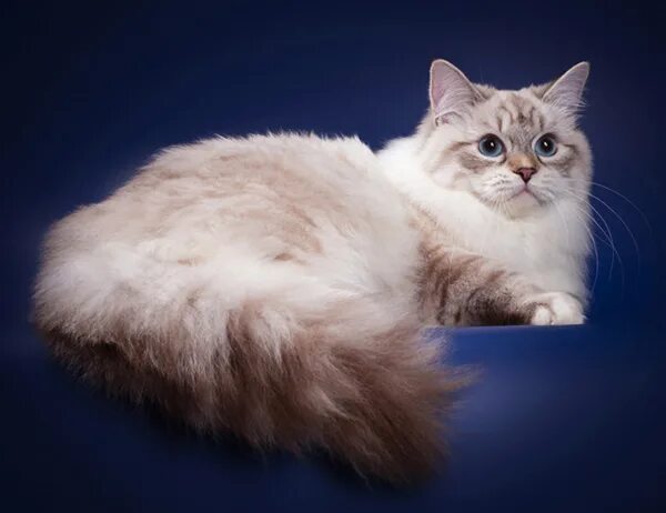 Карнавальная кошка фото Невская маскарадная кошка Александрия Жемчуг Невы