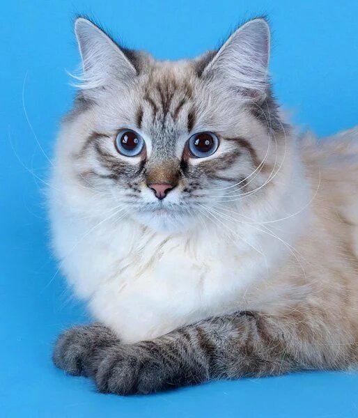 Карнавальная кошка фото Невская маскарадная кошка (фото): Оригинальная длинношерстная красавица Смотри б