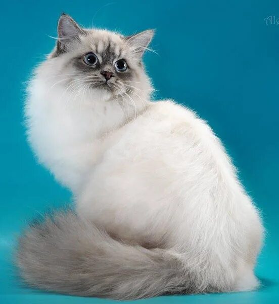 Карнавальная кошка фото Фотогалерея :: Кошки, коты и котята - Часто просматриваемые/Невская маскарадная 