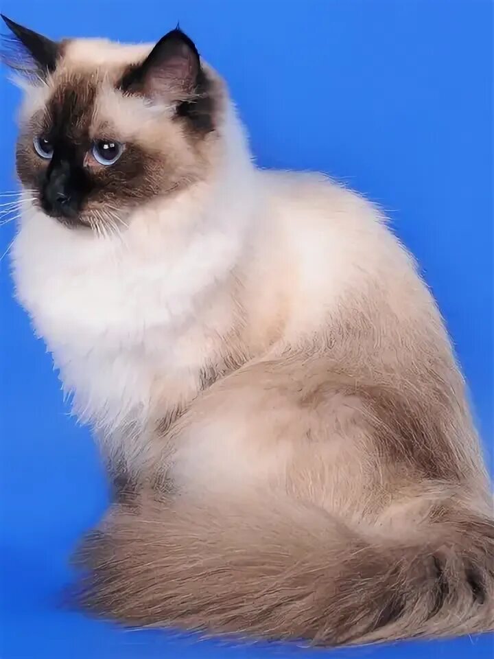 Карнавальная кошка фото Скачать обои кошка, сибирская кошка, колор-пойнт, Невская маскарадная, раздел ко