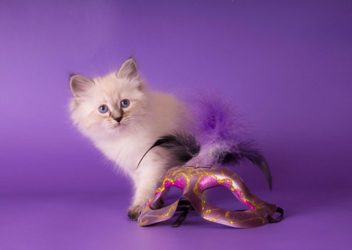Карнавальная кошка фото Неактивно