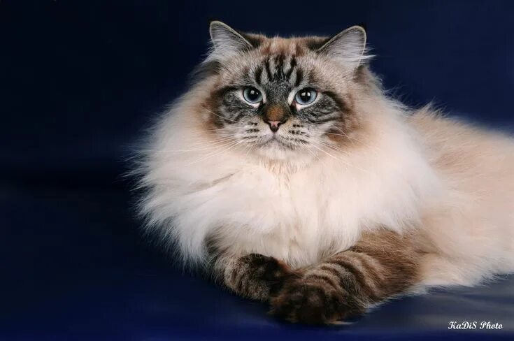 Карнавальная кошка фото 7 помёт Невские маскарадные,сибирские котята на продажу,Купить невского маскарад