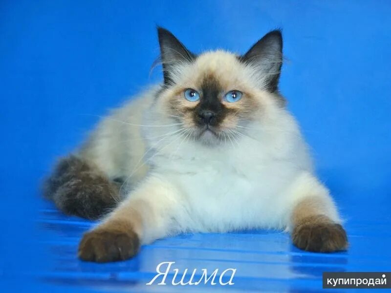 Карнавальная кошка фото Невские маскарадные котята в Москве
