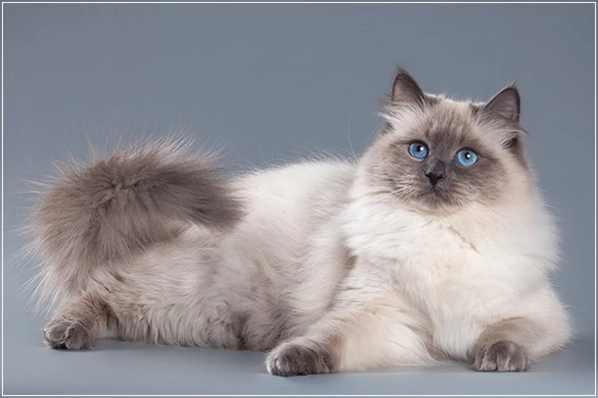 Карнавальная кошка фото Невесты Элвиса, невский маскарадный кот