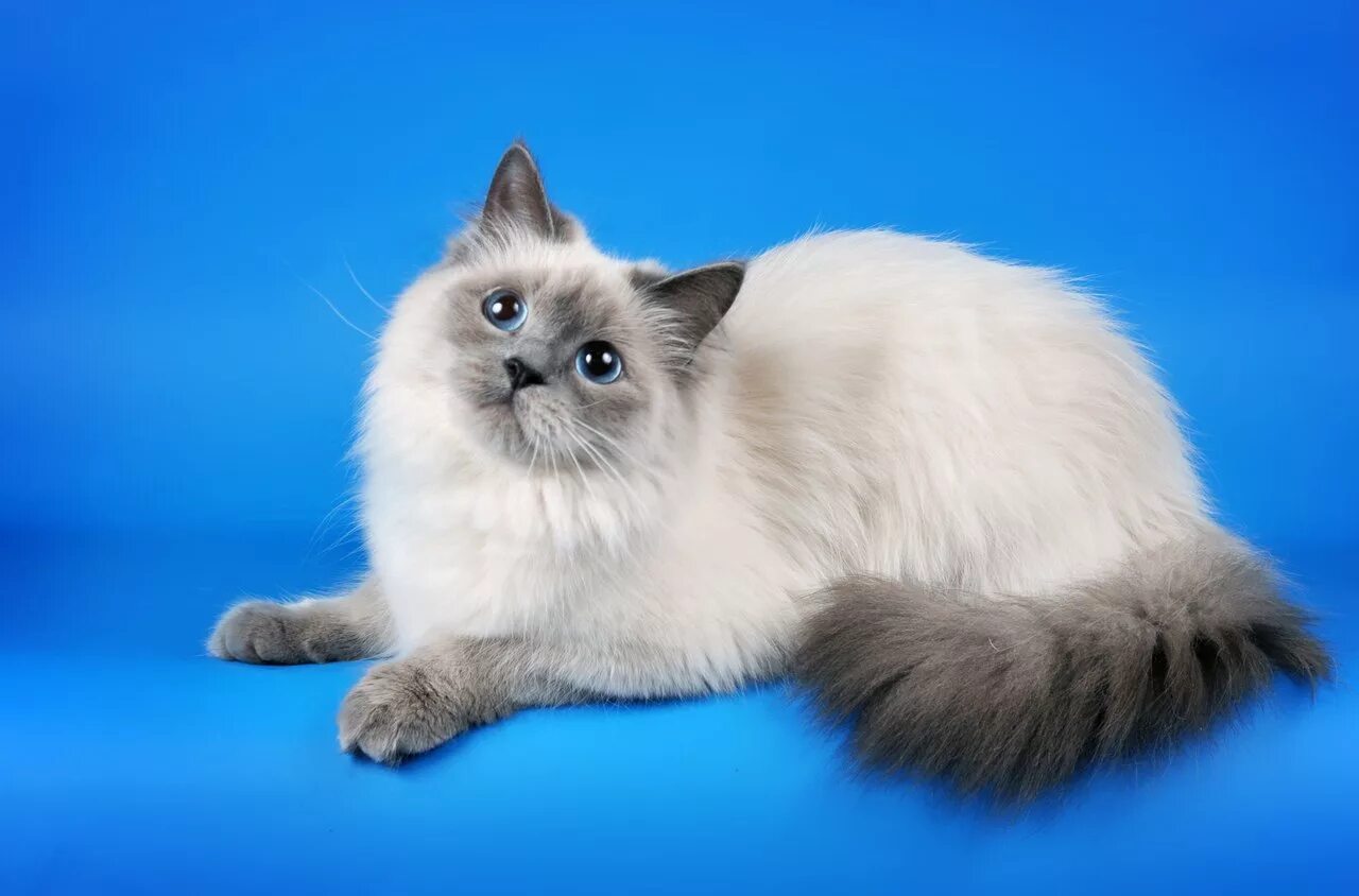 Карнавальная кошка фото Какие существуют окрасы кошек невской маскарадной породы?