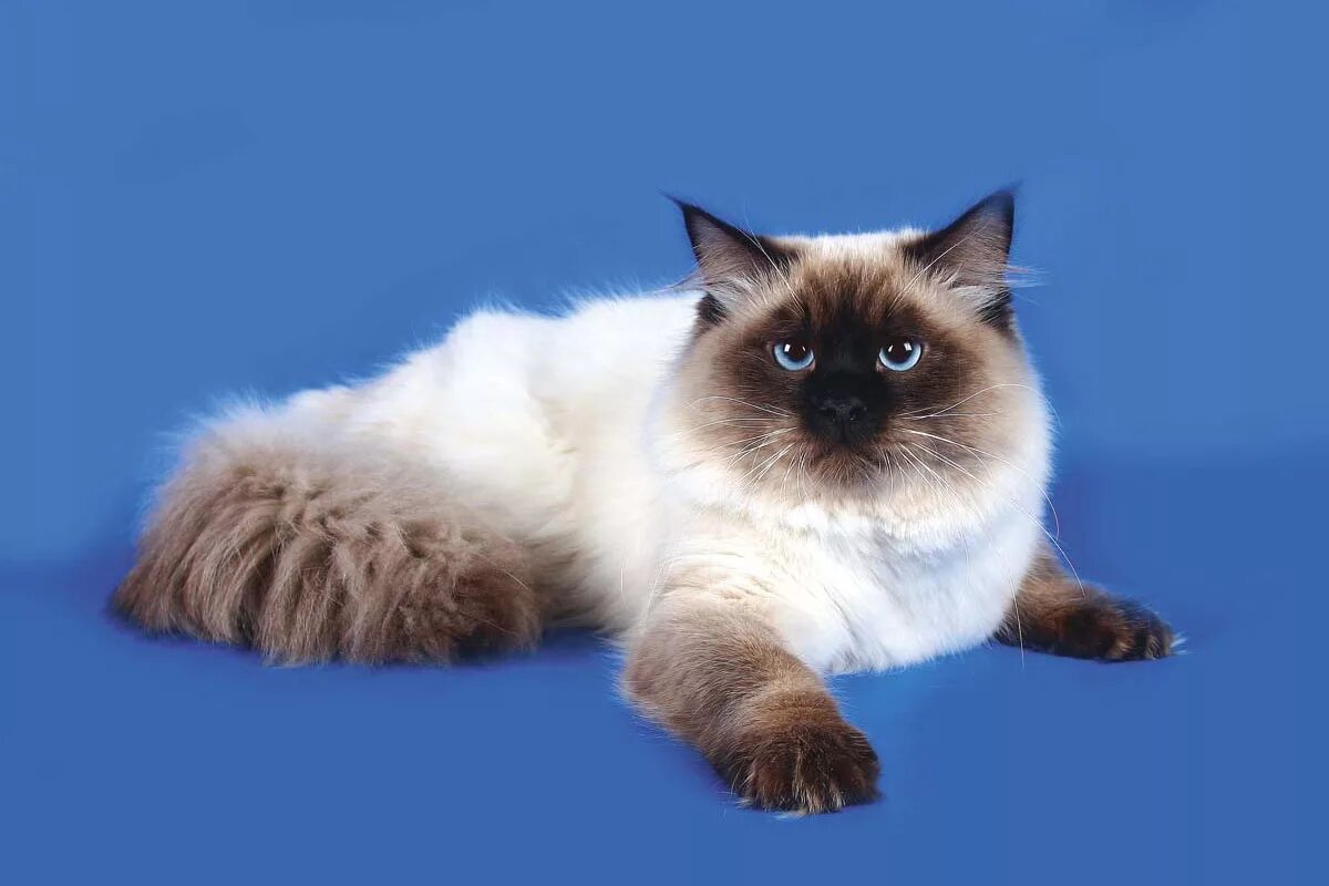 Карнавальная кошка фото Невские маскарадные кошки - все их плюсы, минусы... и цены