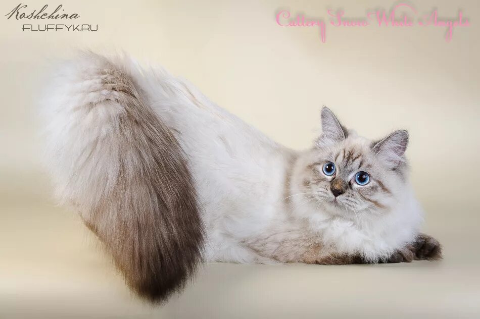 Карнавальная кошка фото Фотоальбомы - Питомник невских маскарадных кошек Белоснежные Ангелы - Cattery Sn