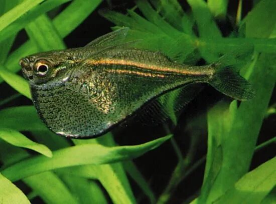 Карнегиелла рыбка аквариумная фото Карнегиелла Марты Carnegiella marthae - Рыбки - Nano Fish
